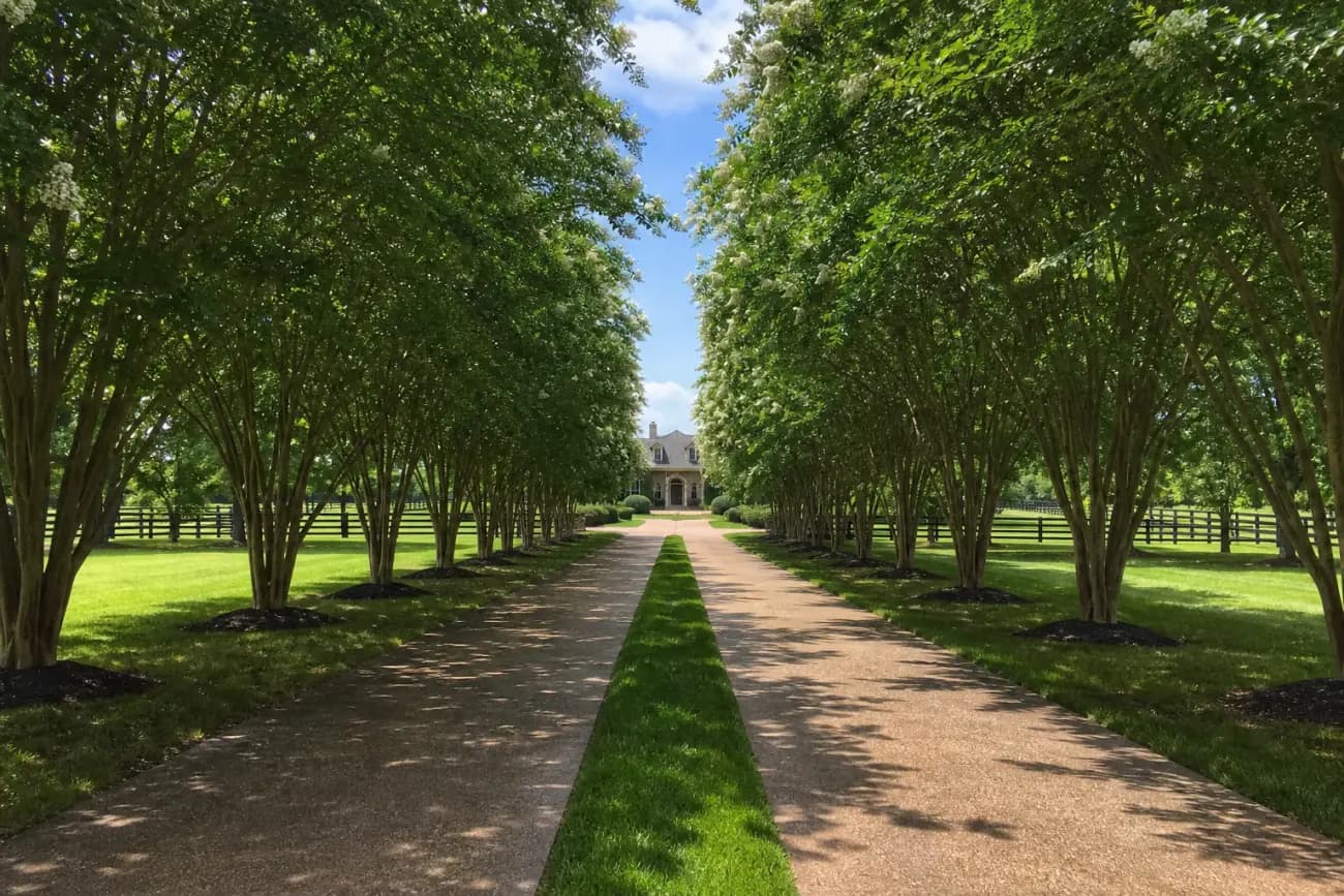 Formal tree allee planting at an estate entrance