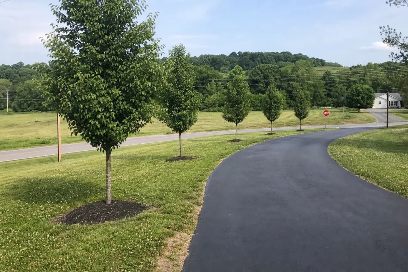 Driveway tree planting setback for road sight lines