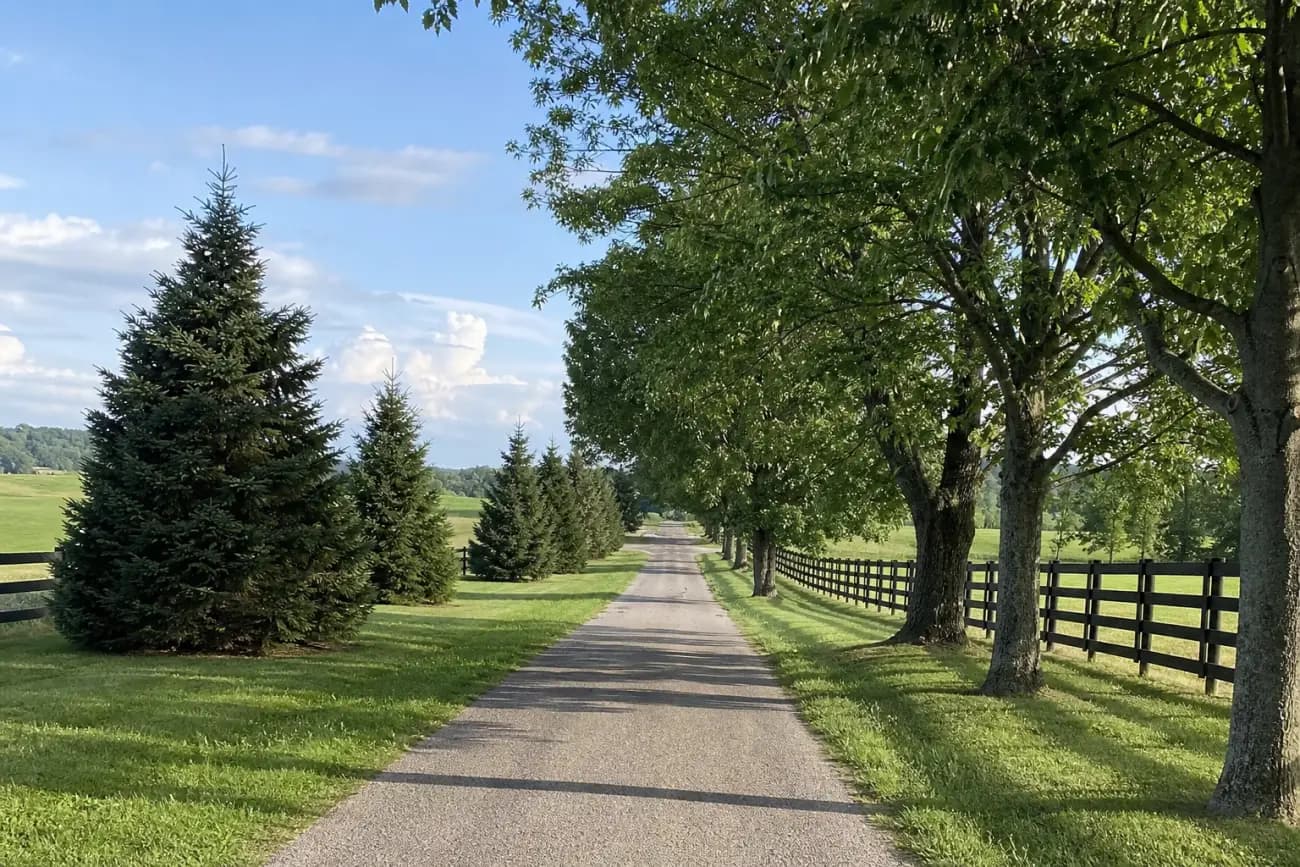 Evergreen and deciduous tree rows compared along a driveway