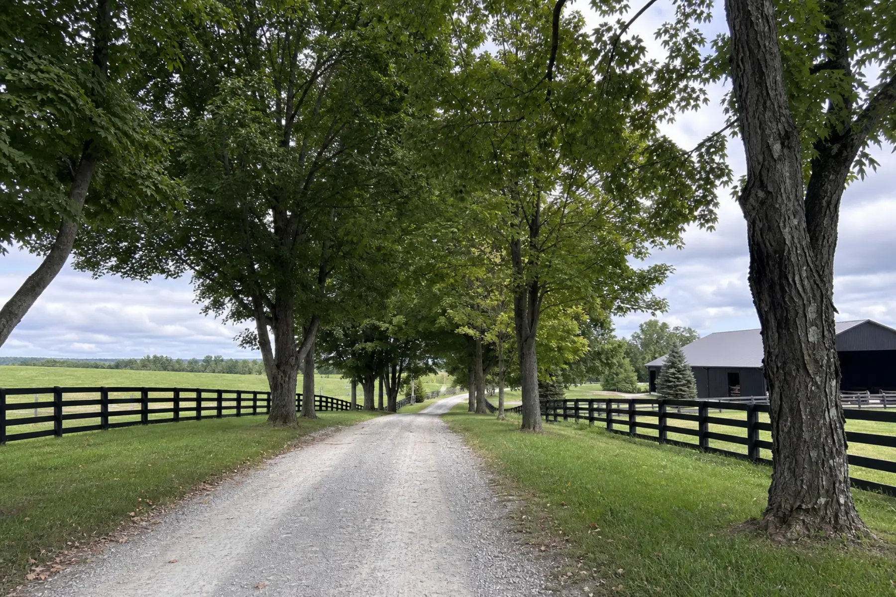 Kentucky farm driveway with trees planned along the entrance drive