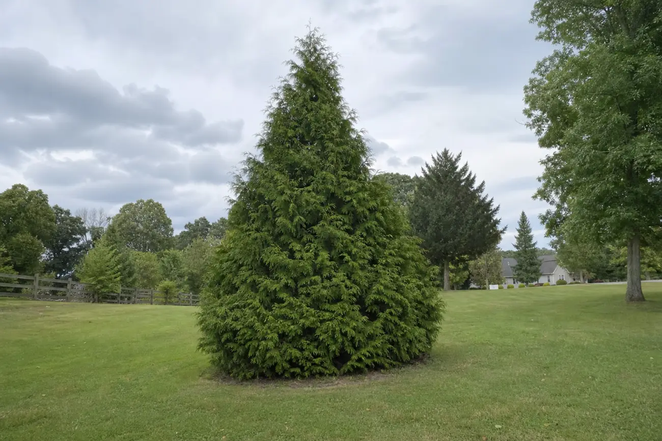 Green Giant arborvitae row showing mature width room