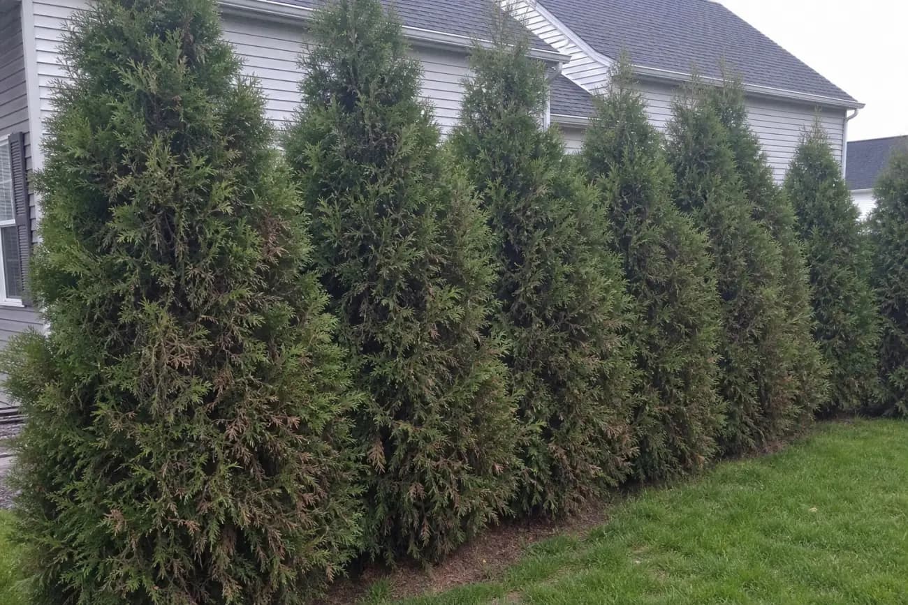 Crowded Green Giant arborvitae planting mistake