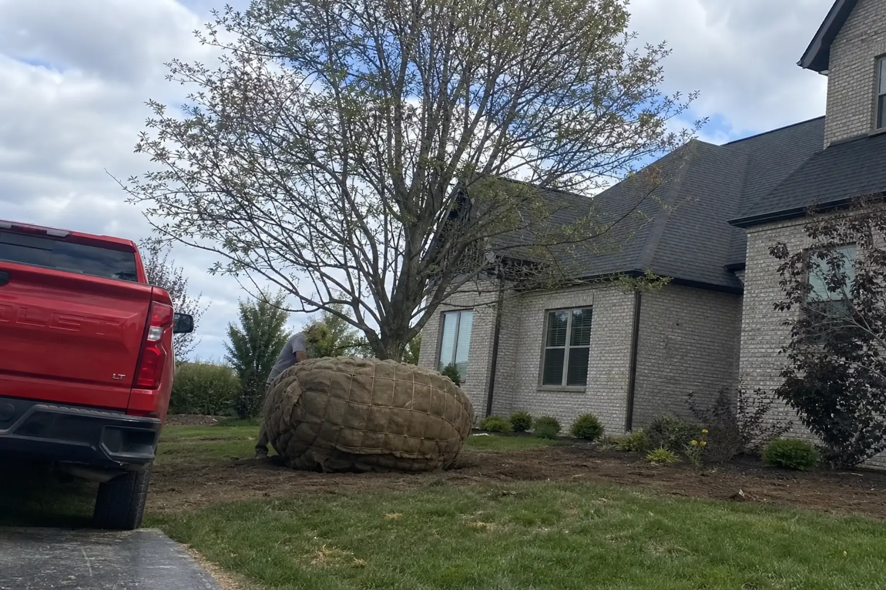 Large balled and burlapped tree root ball staged for specimen tree planting