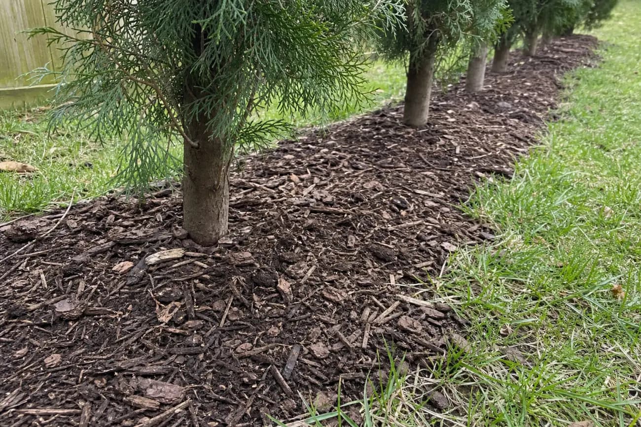 Evergreen privacy trees with mulch and visible spacing detail