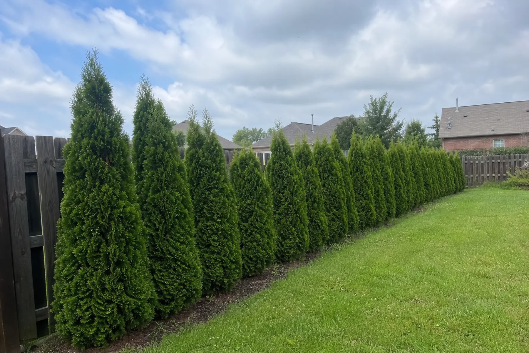 Evergreen privacy trees planted along a backyard fence line