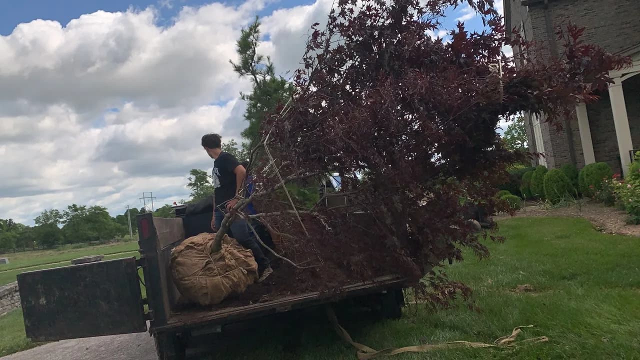Large balled-and-burlapped tree being delivered for planting at a residential property