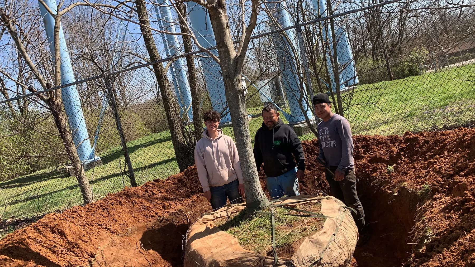 Crew installing a large balled-and-burlapped tree at a residential property