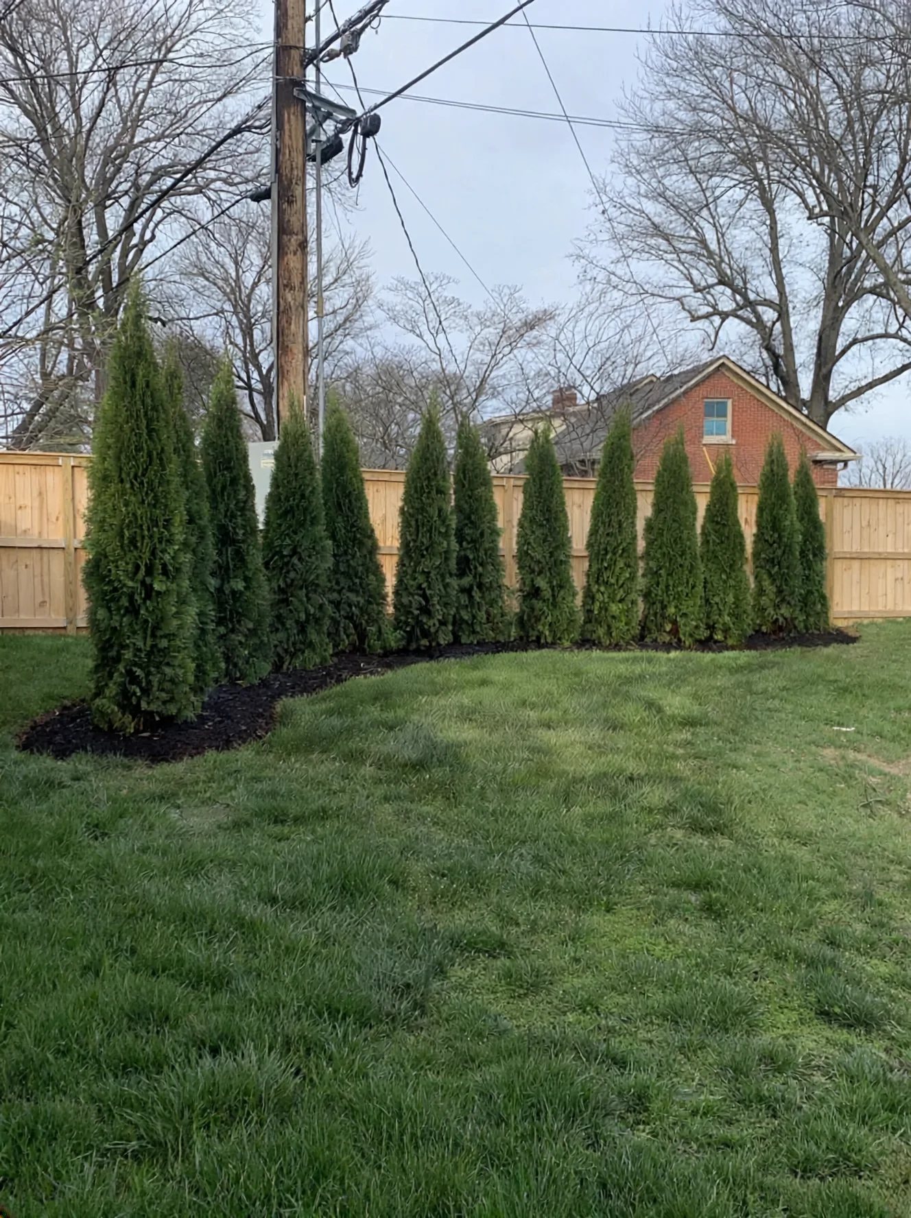 Freshly installed arborvitae privacy row along a residential fence