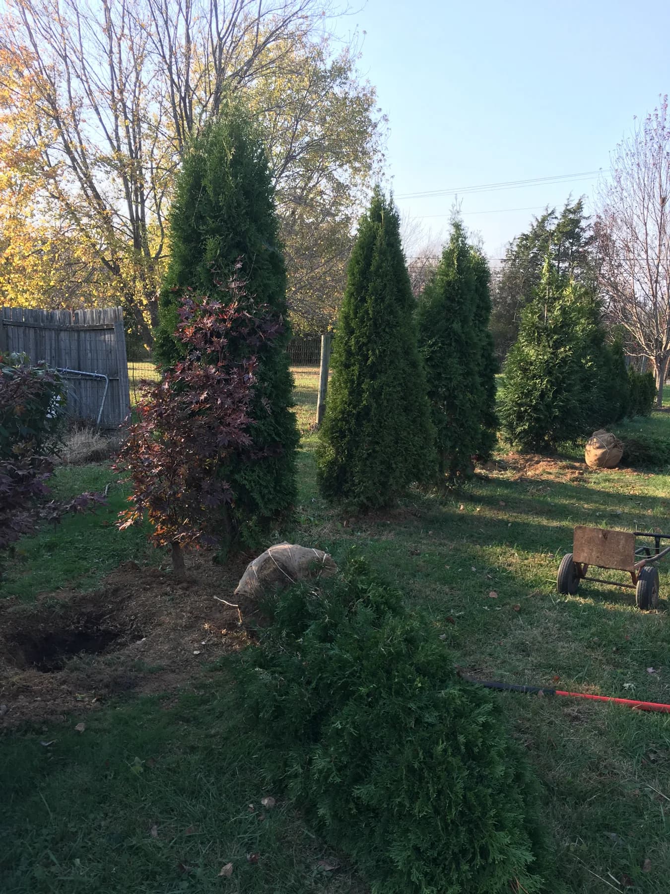 Freshly installed row of evergreen privacy trees along a residential fence
