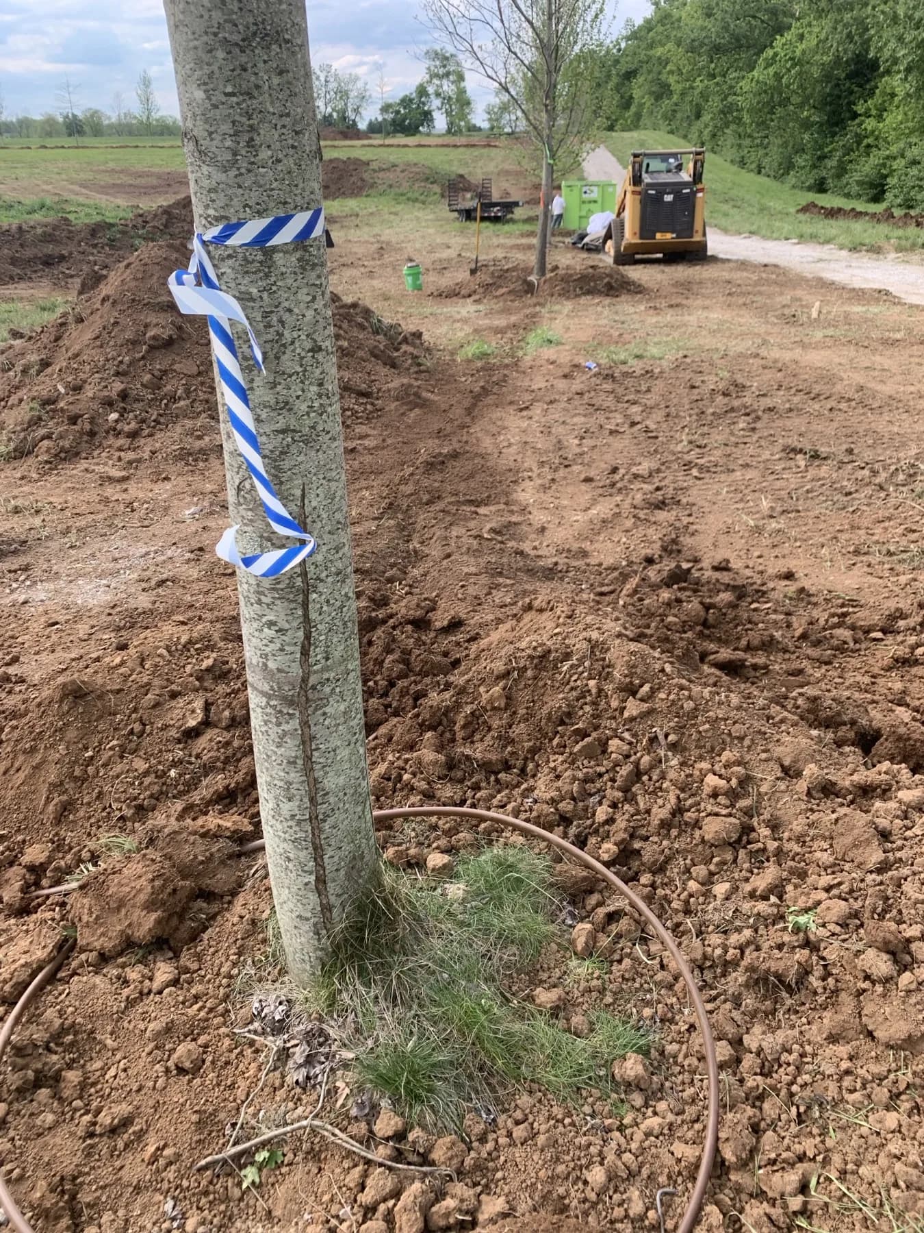 Large caliper tree with irrigation line and prepared soil on a Paris, KY farm planting project