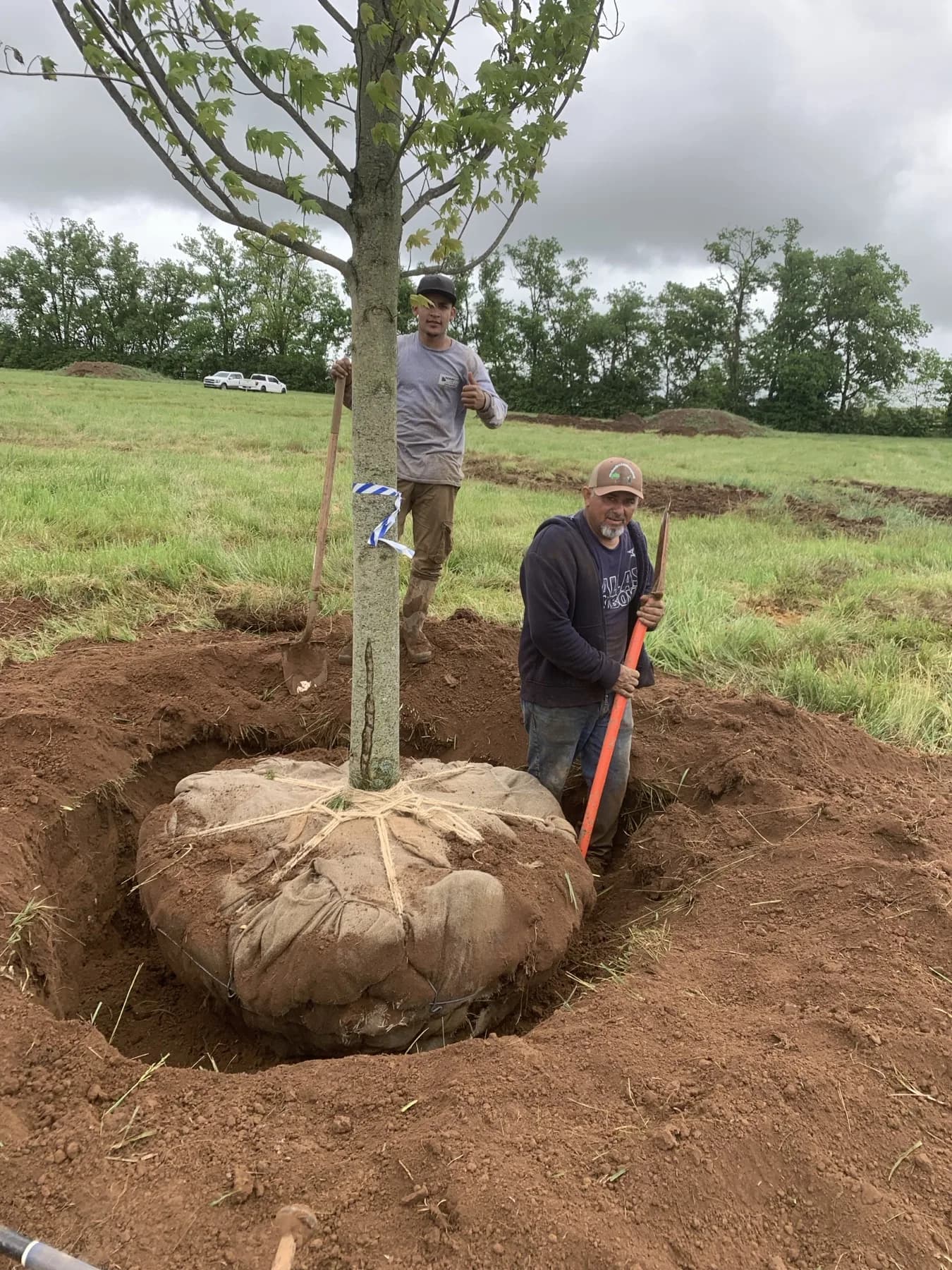 Crew working around a large root ball during a farm tree planting project in Paris, Kentucky