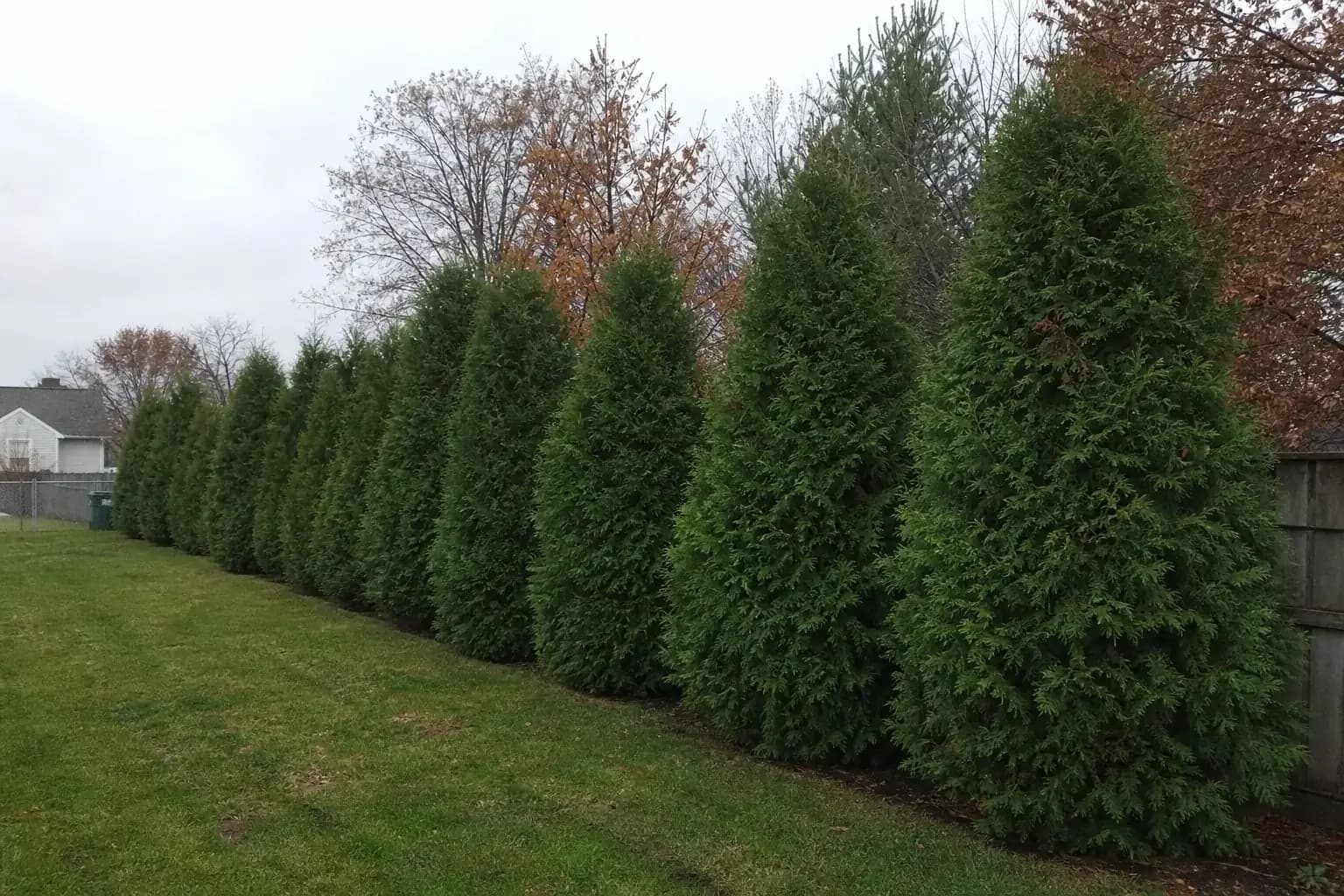 Evergreen privacy trees planted in a row for property screening