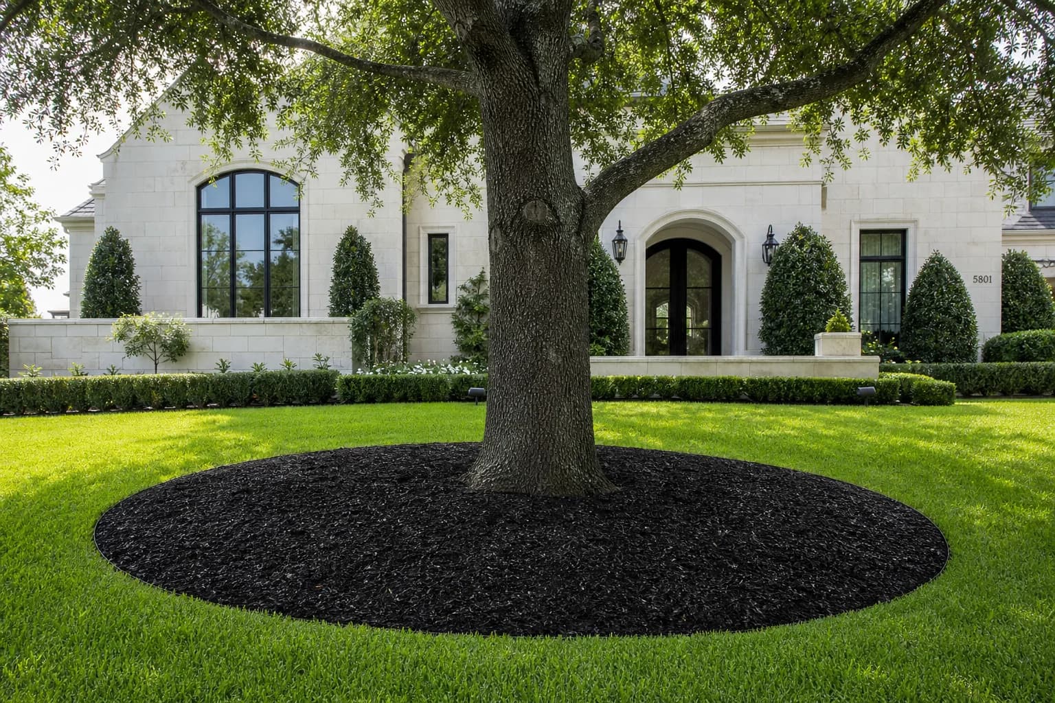 Finished large tree planting with clean mulch around the root zone