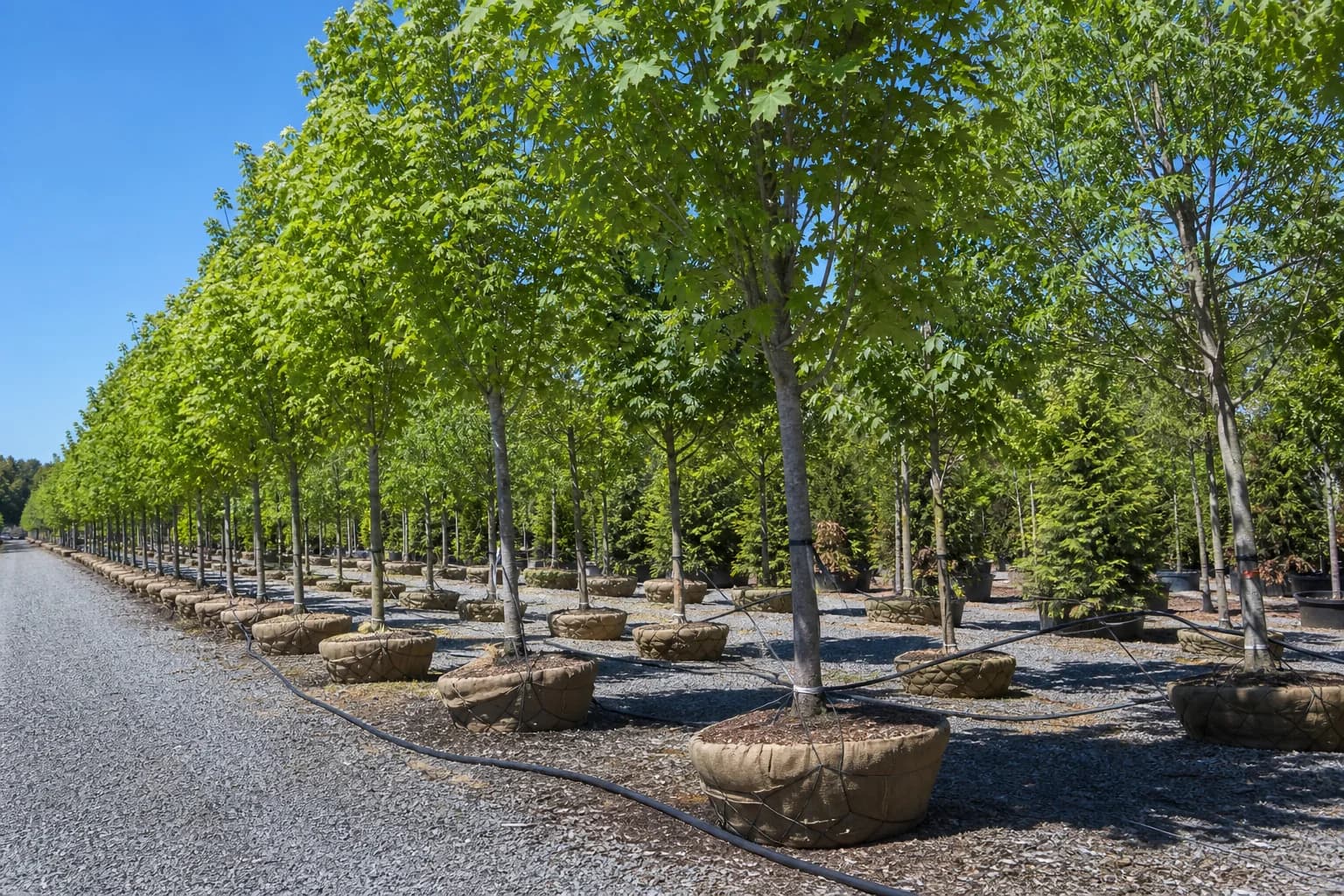 Nursery shade trees and ornamental trees ready for planting projects