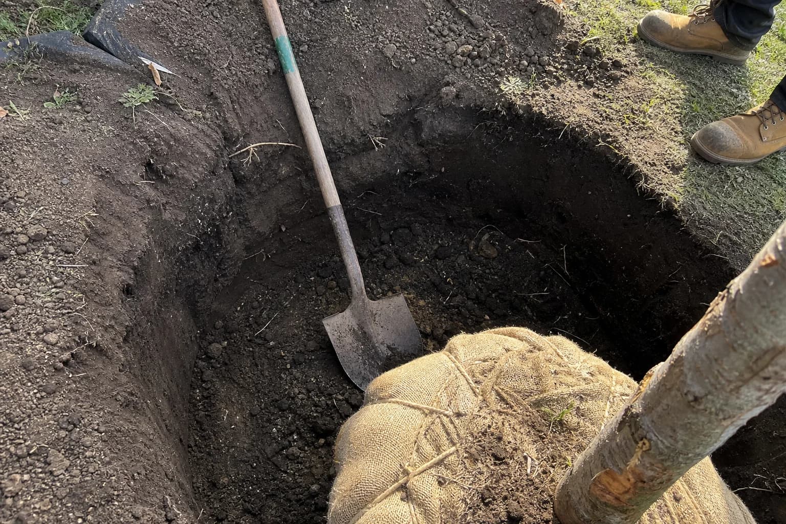 Tree planting hole prepared for a professional installation