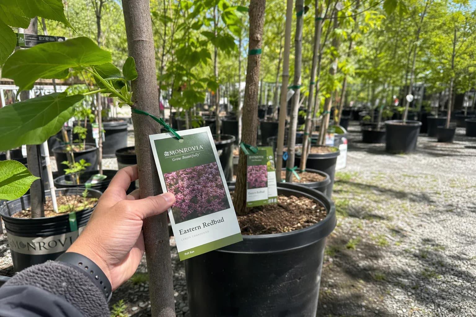 Nursery trees in containers ready for selection and planting